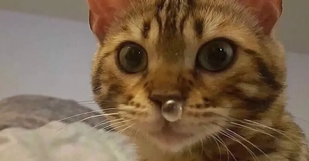 علاج البرد عند القطط