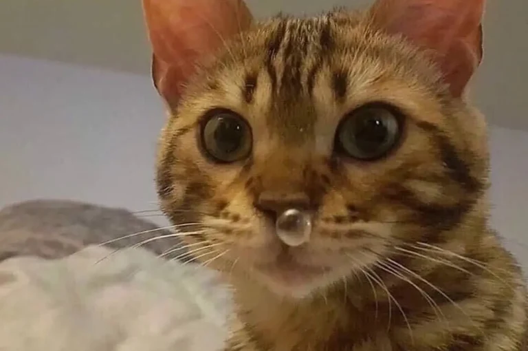 علاج البرد عند القطط: دليلك لإنقاذ قطتك من الزكام