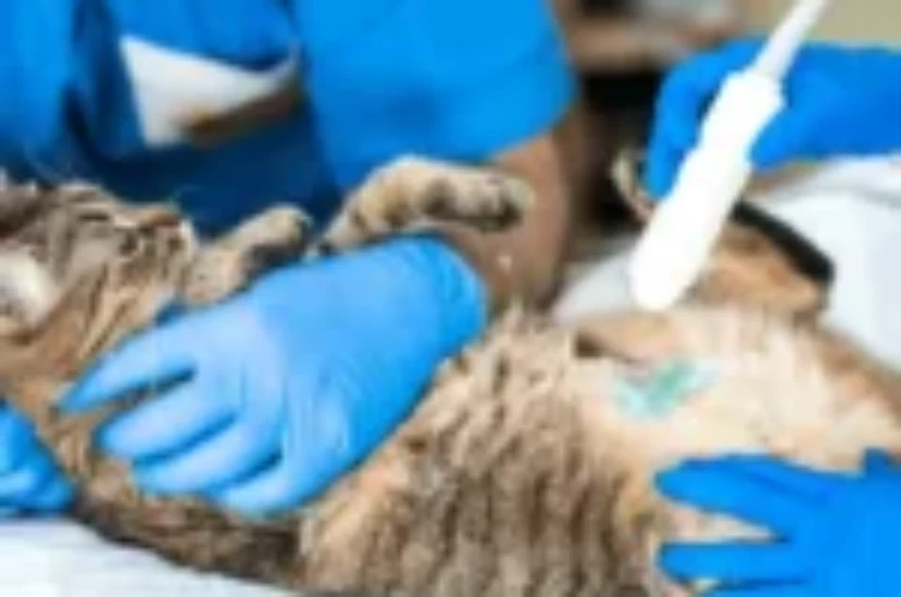 اعراض وعلاج انسداد الامعاء عند القطط