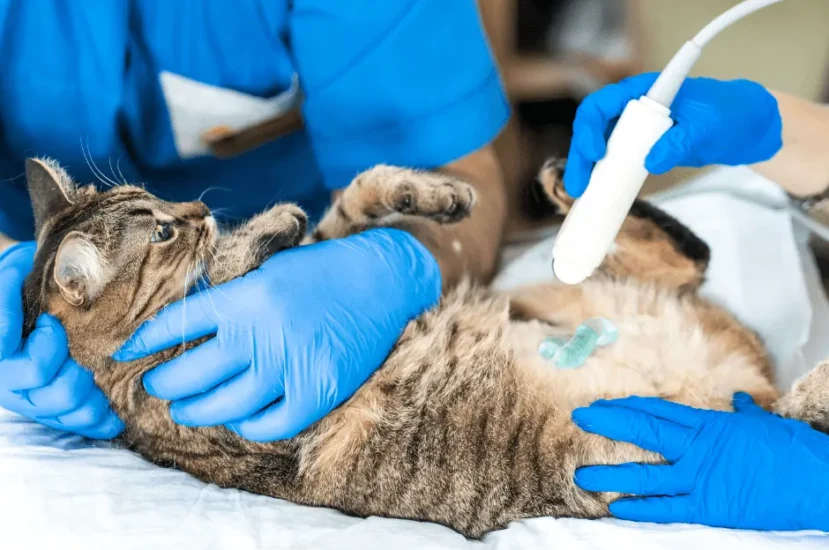 اسباب الغازات الزائدة في الجهاز الهضمي للقطط وعلاجها