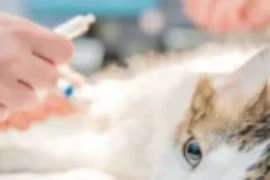 كيفية علاج جروح القطط في المنزل: دليل شامل