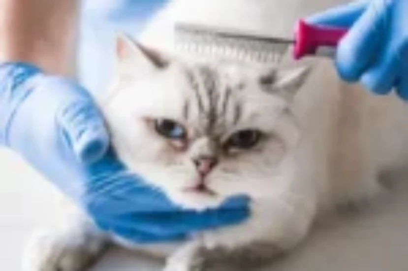 علاج قشرة القطط والمواد المستعملة ضد القشرة