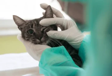 ماسبب العين الحمراء للقطط وماعلاجها؟