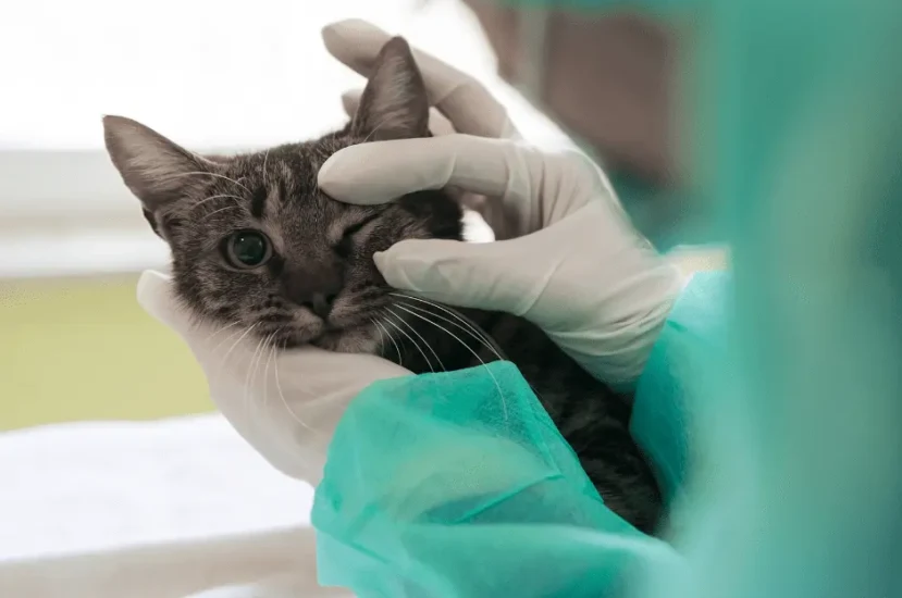 علاج التهاب قرنية عين القطط التقرحي