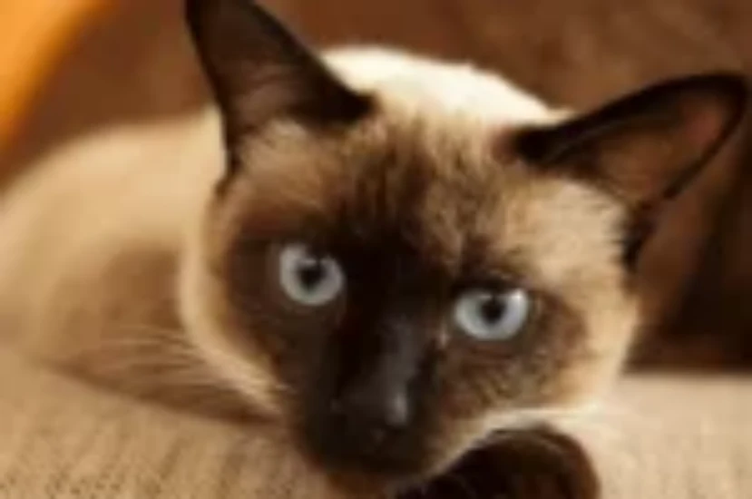 اسامي قطط سيامية جميلة مع معانيها