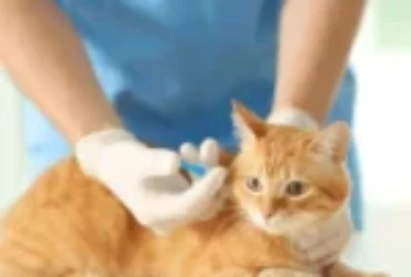 تعرف على سلوك القطط بعد التطعيم