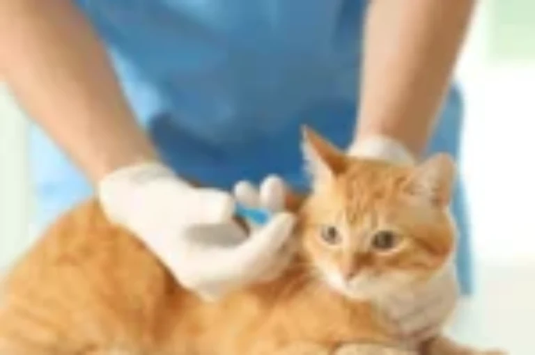 تعرف على سلوك القطط بعد التطعيم