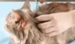 جدول تطعيمات القطط الاساسية و الأختيارية: دليلك لحماية قطتك