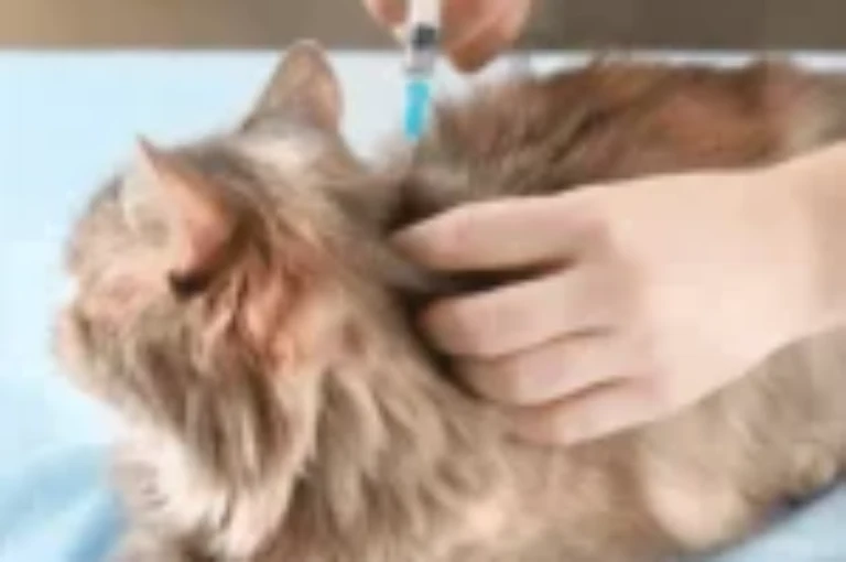 جدول تطعيمات القطط الاساسية و الأختيارية: دليلك لحماية قطتك