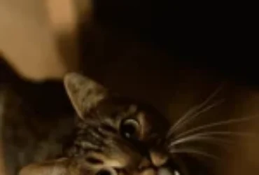 أسرار مواء القطط عند الباب: الدليل الكامل لفهم قطتك