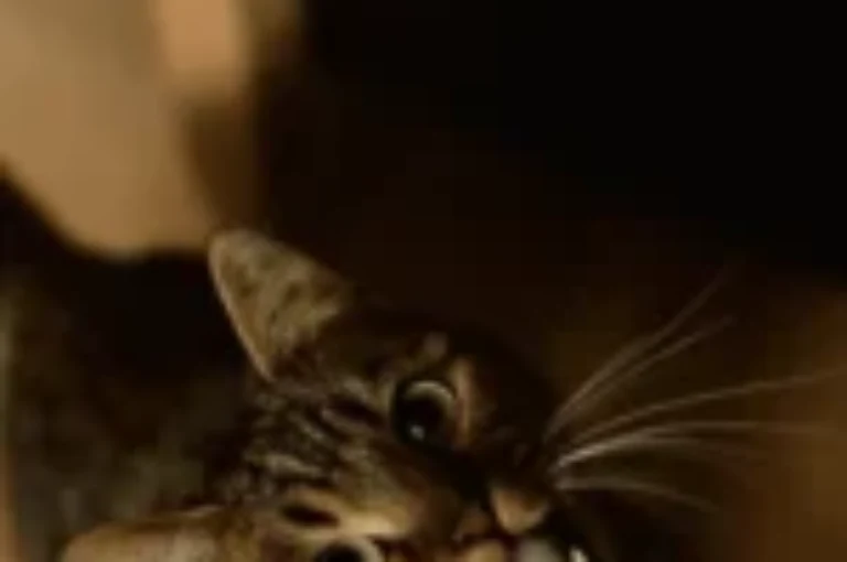 أسرار مواء القطط عند الباب: الدليل الكامل لفهم قطتك