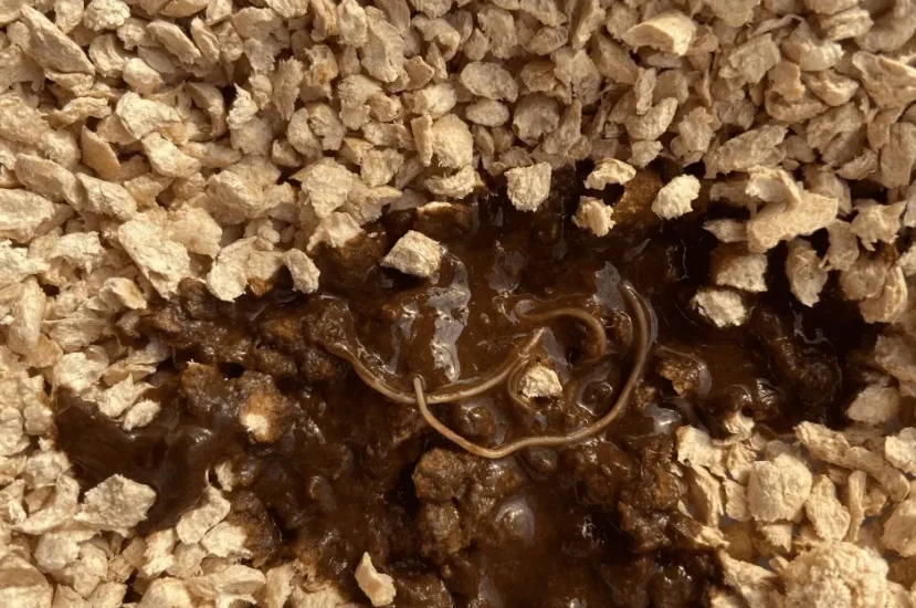 علاج ديدان القطط : أفضل الطرق والنصائح للوقاية