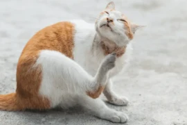 طرق علاج قمل القطط في المنزل