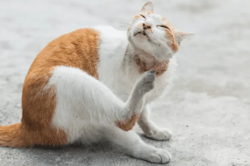 طرق علاج قمل القطط في المنزل