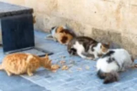 ماهو اكل قطط الشوارع؟