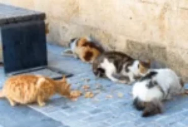 ماهو اكل قطط الشوارع؟