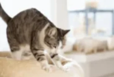 حركة العجن عند القطط: تعرف على اسرار هذا السلوك الغامض