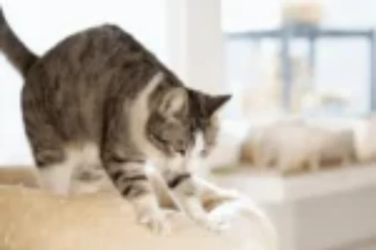 حركة العجن عند القطط: تعرف على اسرار هذا السلوك الغامض