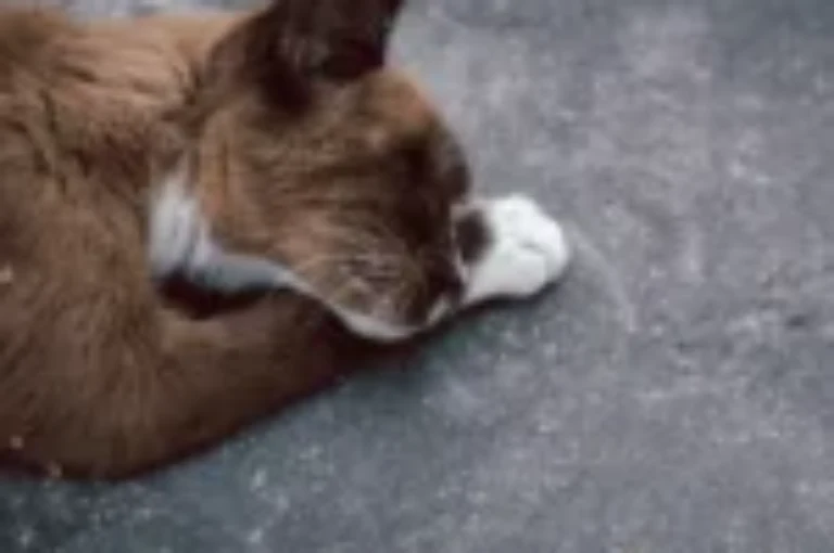 علامات احتضار القطط: أهم إشارات توديعها للحياة