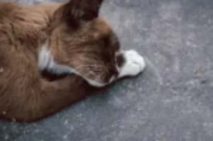 علامات احتضار القطط: أهم إشارات توديعها للحياة