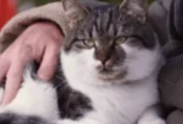 متوسط عمر القطط وكيفية إطالة عمرها بالرعاية والإهتمام