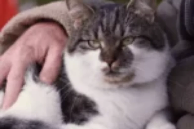 متوسط عمر القطط وكيفية إطالة عمرها بالرعاية والإهتمام