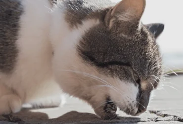 كيفية التعامل مع تقيؤ القطط دم: خطوات إسعافية ونصائح طبية ضرورية