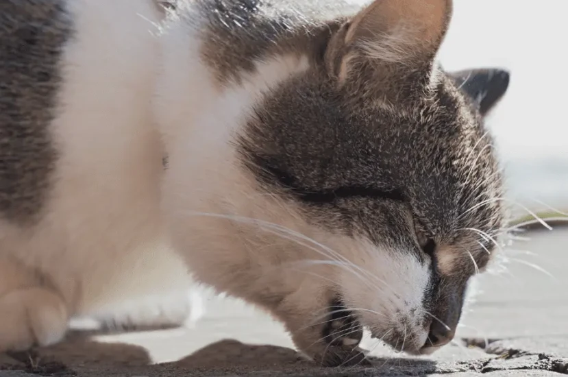 تسمم القطط بالزئبق : دليل شامل لمربي القطط