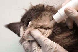 تأثير النظام الغذائي على فطريات القطط وكيفية اختيار الطعام المناسب