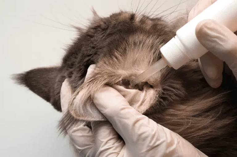 تأثير النظام الغذائي على فطريات القطط وكيفية اختيار الطعام المناسب