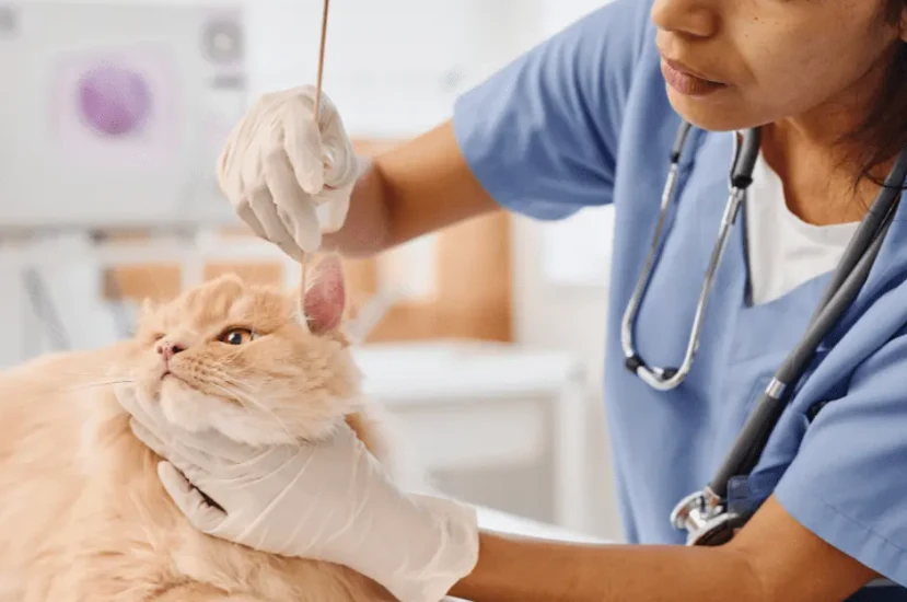 ماهو علاج الأورام الميلانينية لجلد القطط والأطراف