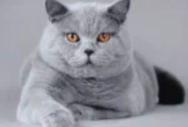 دليل العناية بالقط البريطاني قصير الشعر: نصائح للحفاظ على صحته وجماله