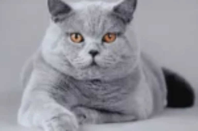 دليل العناية بالقط البريطاني قصير الشعر: نصائح للحفاظ على صحته وجماله