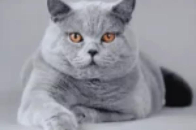 دليل العناية بالقط البريطاني قصير الشعر: نصائح للحفاظ على صحته وجماله