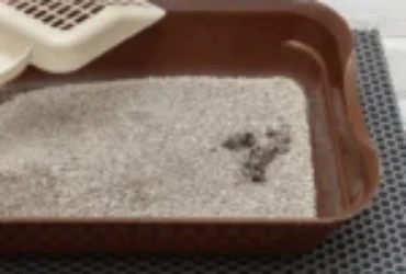 أسرار براز القطط: ما يكشفه عن صحة قطتك