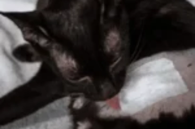 تنظيف جروح القطط الملتهبة في المنزل