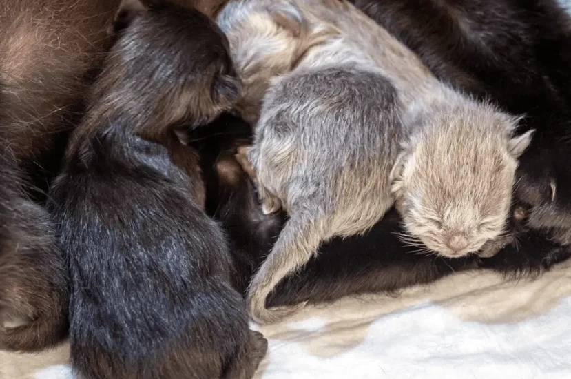 اعراض واسباب عقم القطط وعلاجه