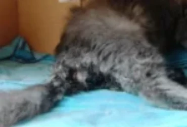 أسباب ولادة القطط المتعسرة وكيفية مساعدتها