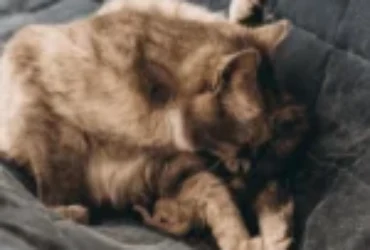 مشاكل القطط الحوامل وكيف تتعامل معها