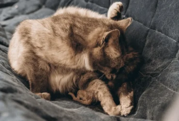 علاج التهاب الرحم القيحي عند القطط