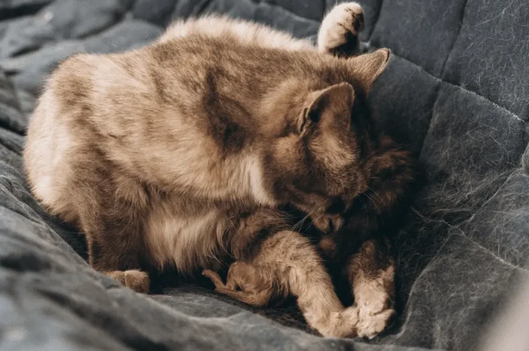 علاج التهاب الرحم القيحي عند القطط