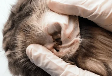 ماهي أسباب تساقط شعر القطط عند الأذن ؟