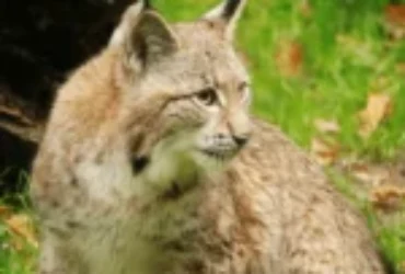 خروج القطط خارج المنزل والفرق عن بقاء القطط داخل المنزل