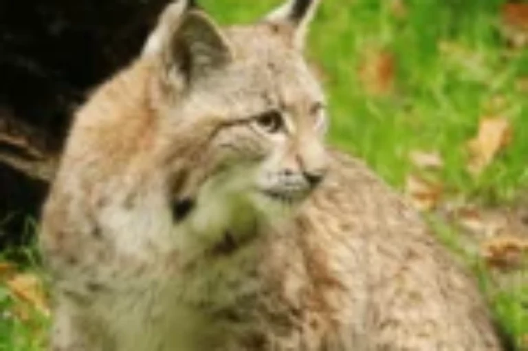 كل ما تريد معرفته عن القطط البرية والتهديدات التي تتعرض لها