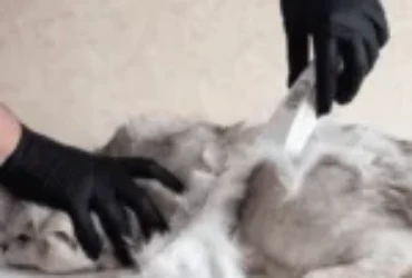 أهم اسباب تساقط شعر القطط عند الرقبة وطرق العلاج