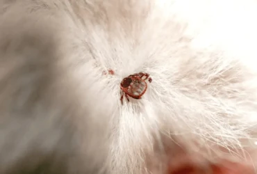 التخلص من قراد القطط : الوقاية والعلاج والمخاطر الصحية