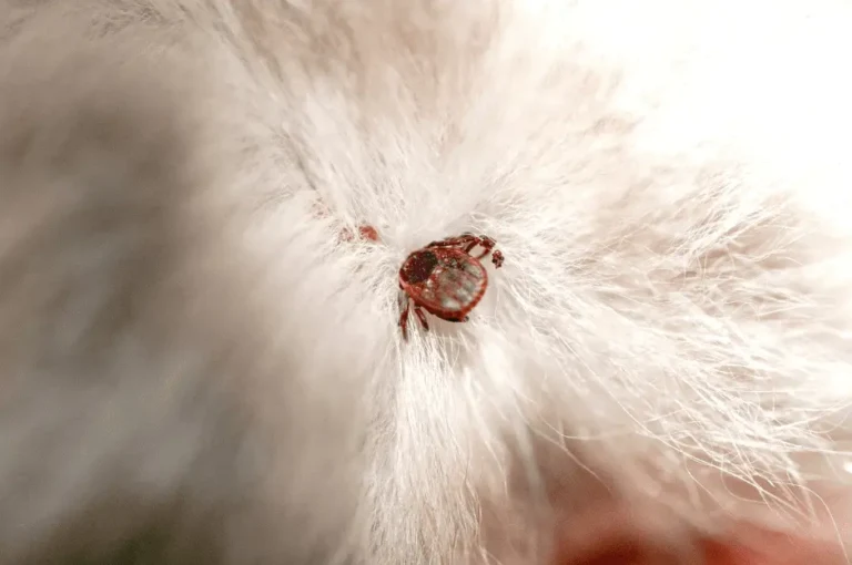 اسباب واعراض شلل القراد عند القطط