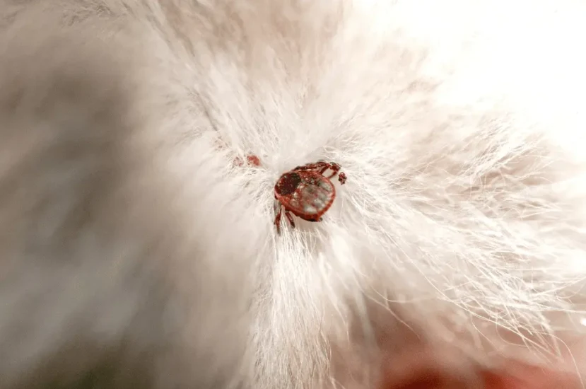 اسباب واعراض شلل القراد عند القطط