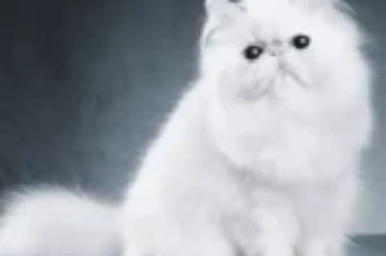 نصائح مهمة قبل تبني قط شيرازي لضمان رعاية مثالية وطويلة الأمد