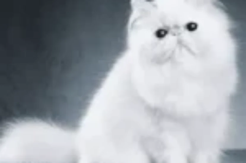 نصائح مهمة قبل تبني قط شيرازي لضمان رعاية مثالية وطويلة الأمد